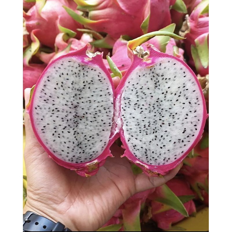 

Buah Naga putih 1pcs