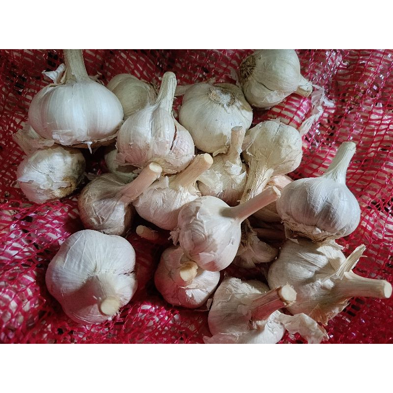 

Bawang Putih Kating FRESH kering