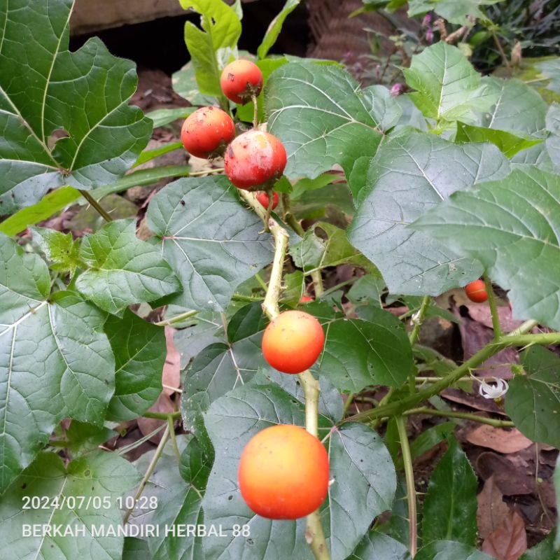 

buah terong hutan,terong pari,terong hutan/300gram