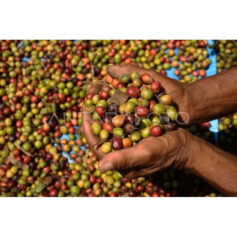 

kopi basah / kopi baru panen / kopi hijau