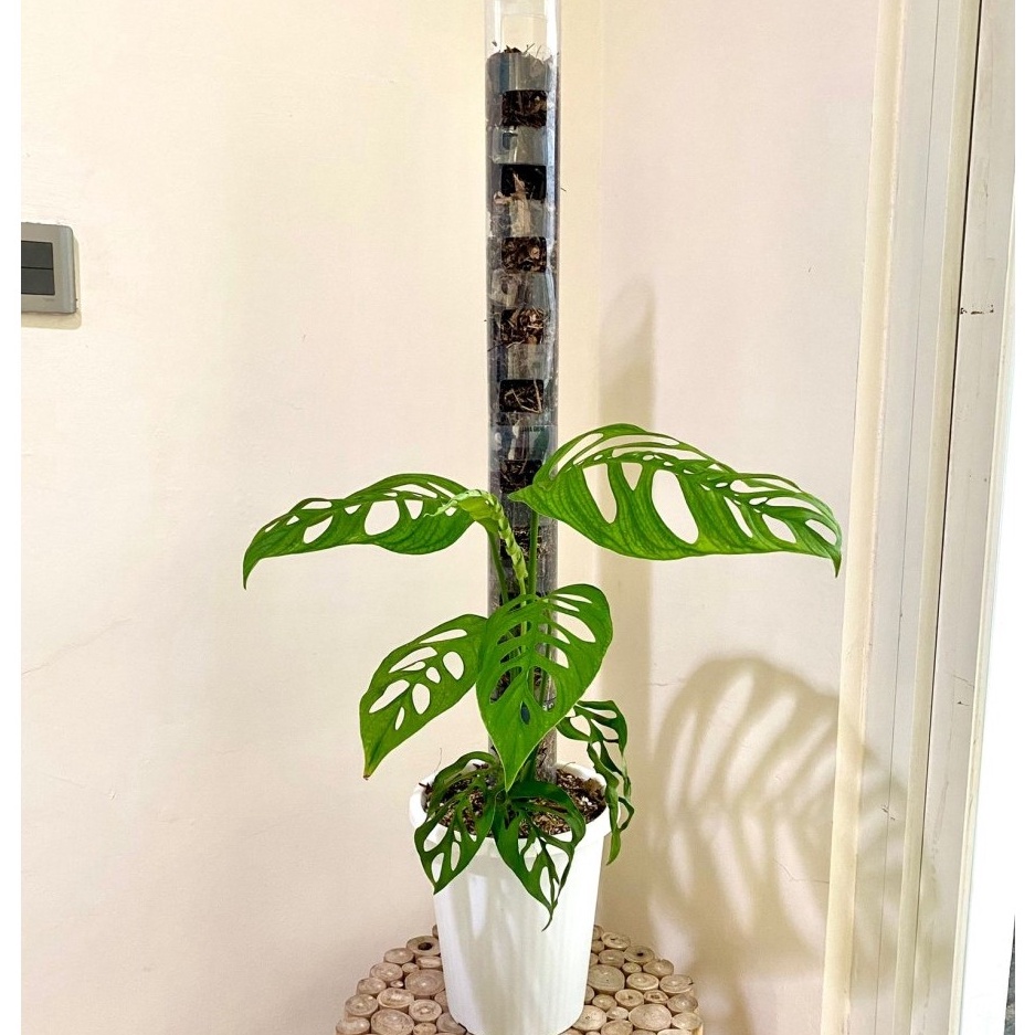 Bagus Banget TurusTetik  Turus Plastik Mika Bening Mica  Moss pole TURUS ESTETIK