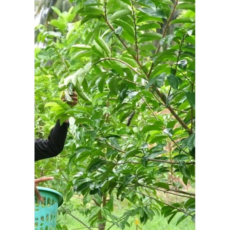 

30 Daun sirsak asli segar di petik saat di pesan