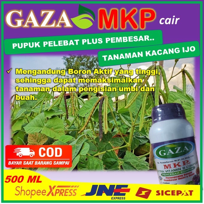 PUPUK TANAMAN KACANG IJO – KACANG IJO SEMAKIN SUBUR DAN BERISI -  PUPUK TERBAIK PENYUBUR KACANG IJO 