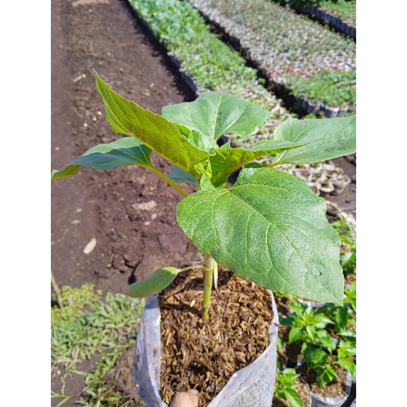 bunga matahari bibit hidup bunga matahari