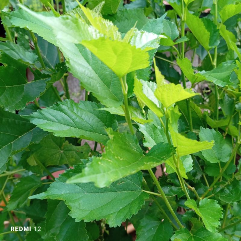 

Daun murbei segar petik langsung paket 1 kg