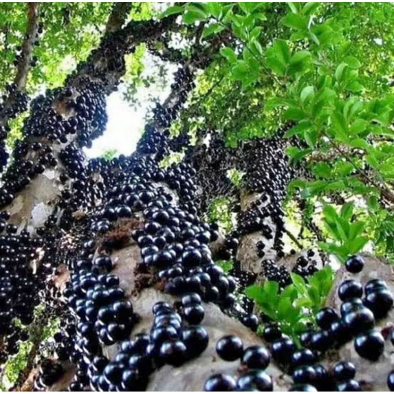 BIBIT ANGGUR BRAZIL PRECO TINGGI 1 METER