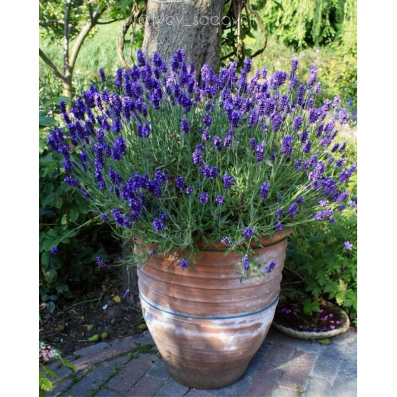 Lavender Prancis import asli  , lavandula dentata / France lavender