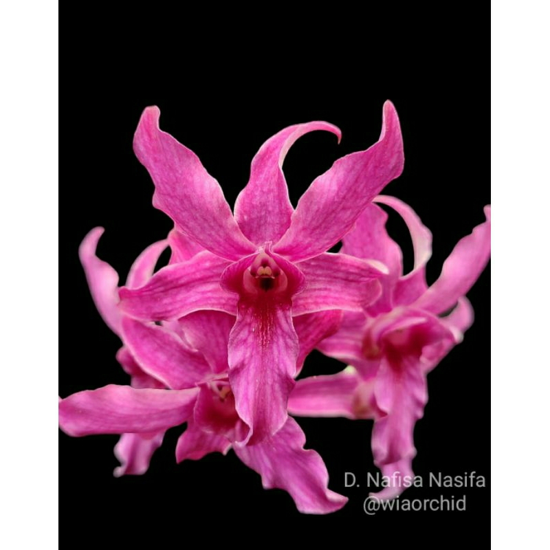 Dendrobium Nafisa Nasifa (Bigibbum x Spectabile)