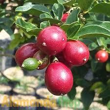 Tanaman Bibit Buah JERUK KINGKIT - Bibit Pohon Jeruk Kingkit