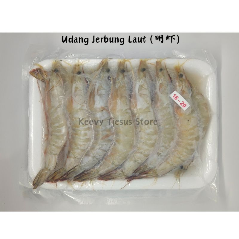 

Udang Jerbung Laut Size 16/20 - Isi 14 Ekor