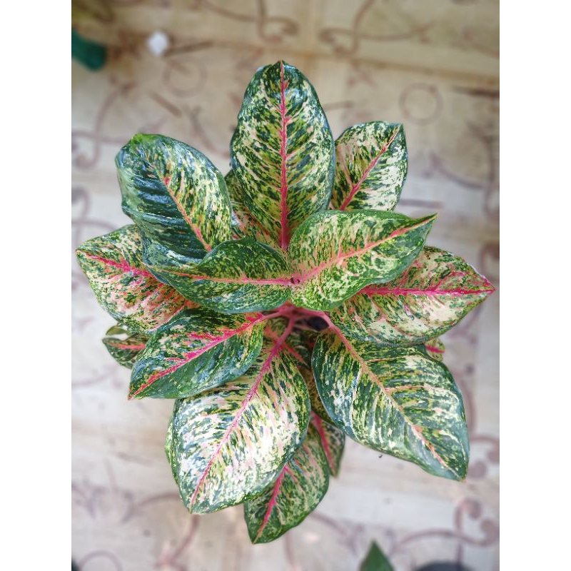 aglaonema sweet dream