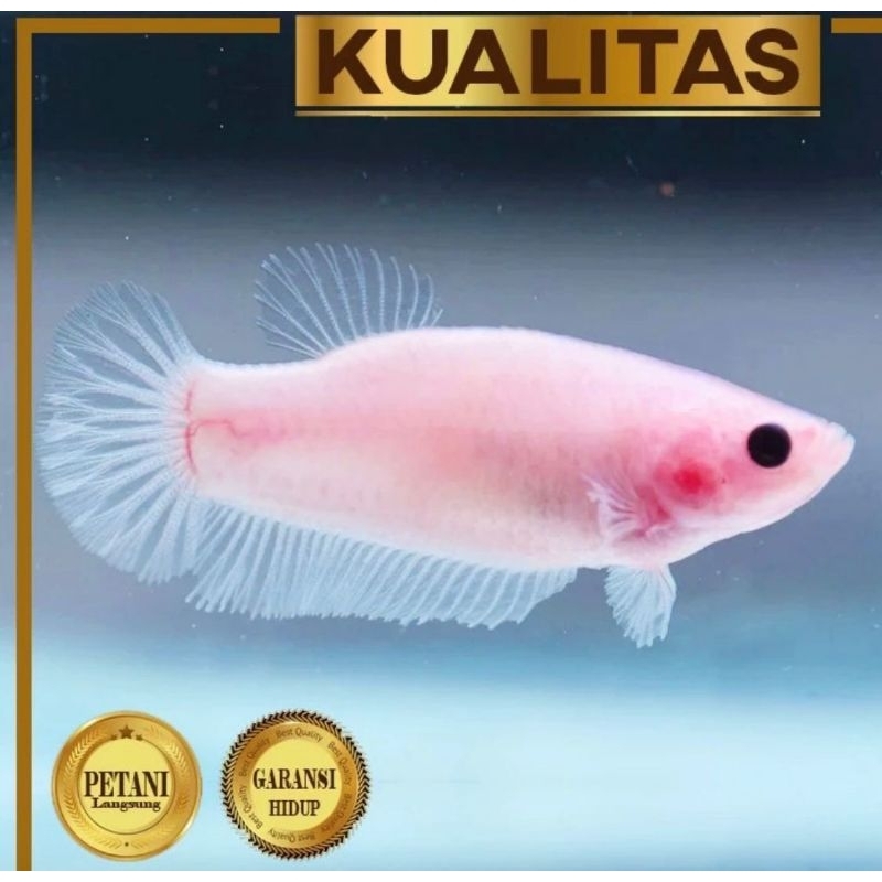 Paket Koloni (isi 10)  Ekor Cupang Giant Betina Pink Ikan Hias Aquascape Hiasan Aquarium Air Tawar