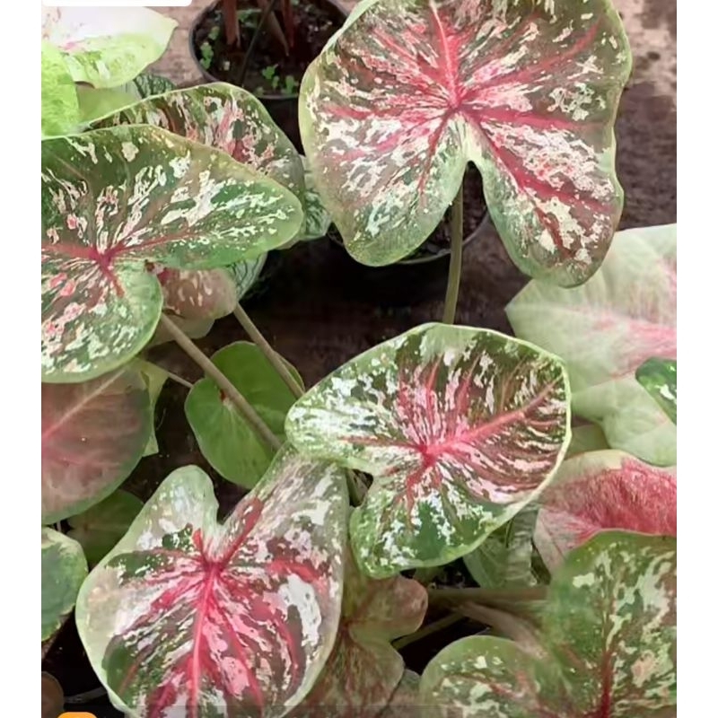 tanaman hias caladium hybrid