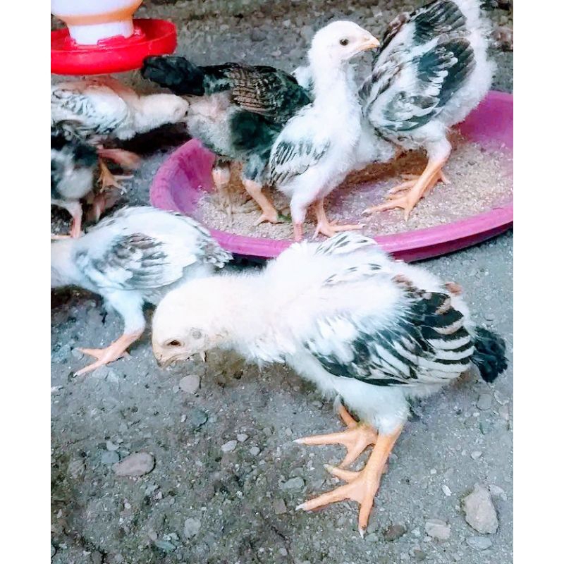 Anak ayam ko shamo Jepang umur1bulan