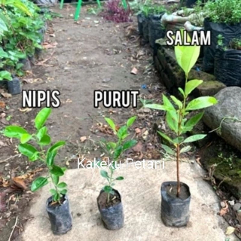 

PAKET HEMAT (PURUT, SALAM, NIPIS) PAKET BUMBU MASAK SUPER HEMAT