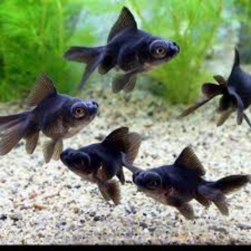 

Stiker koki black moor