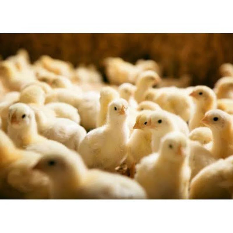Doc Ayam Broiler Super Kualitas B+ ( Sudah Vaksin Awal ) Beli 10 Gratis Vitachick 1 Pcs.