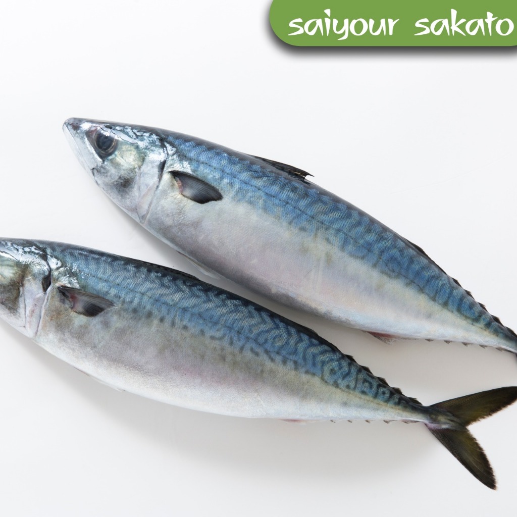 

Ikan Kembung Segar - Saiyour Sakato
