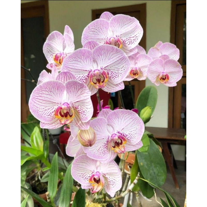 Anggrek Bulan Putih Corak Dewasa