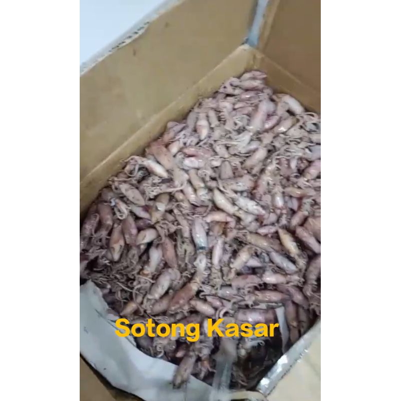 

Sotong Kasar Kualitas Baik