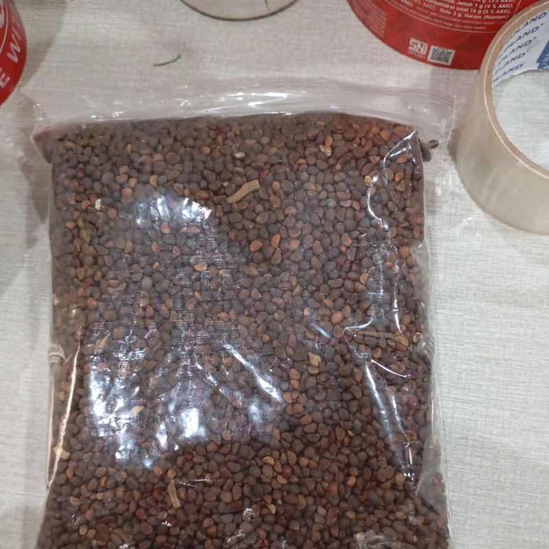 bibit kangkung (1 kg)