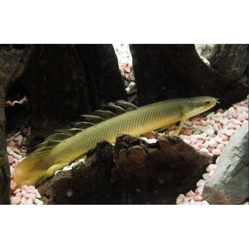 hiasan aquarium palmas sinegalus 18 20 cm
