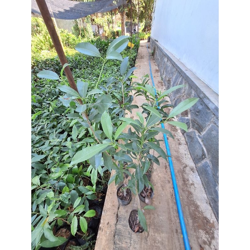 Bibit Sawo Jumbo Cm 19 Malaysia Stek Okulasi Unggulan