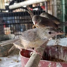 

Cigun Cibinong
