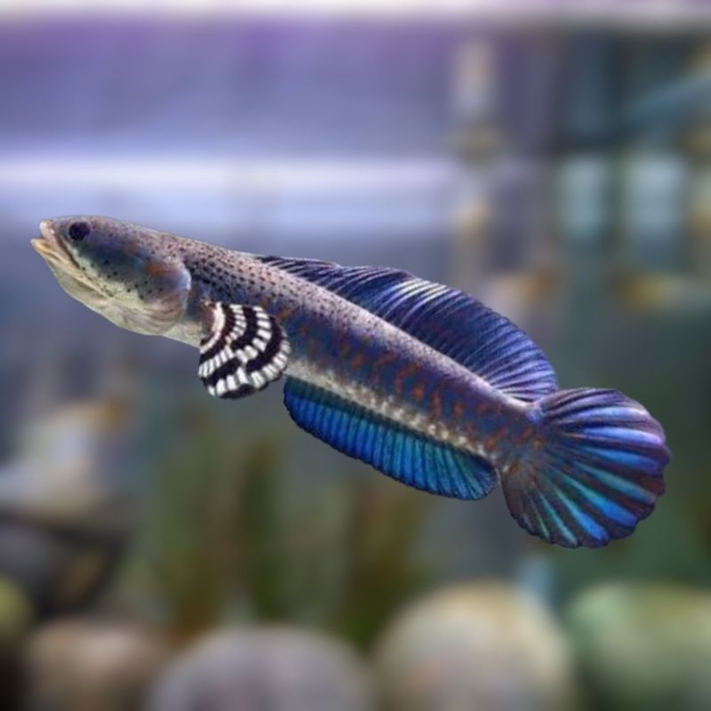 

stiker blue pulcra 8cm