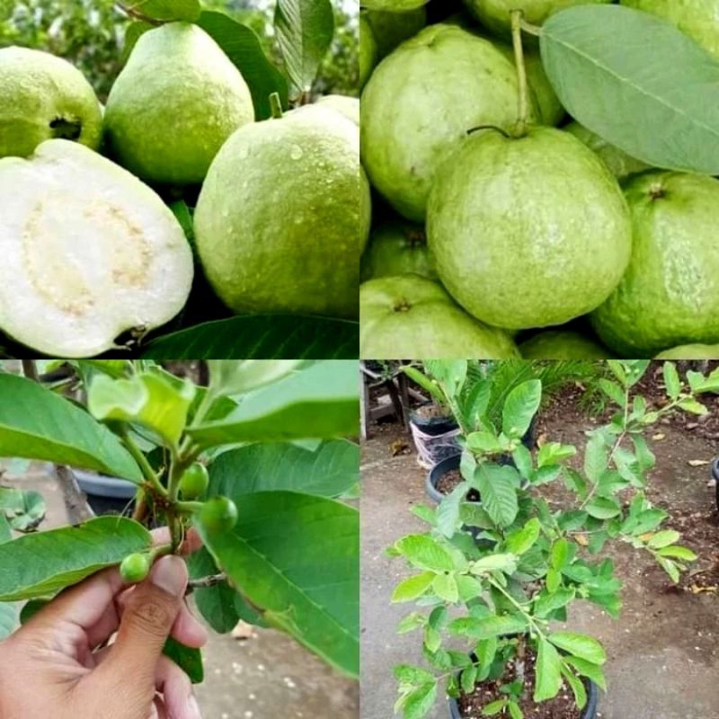 Bibit Jambu Kristal Sedling