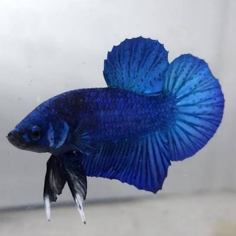 ikan cupang plakat Dragon isi 16 bergaransi