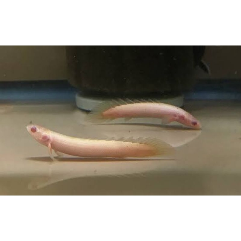 BUNGKUS kado isi NAGA AIR PALMAS ALBINO SIZE 10 CM UP