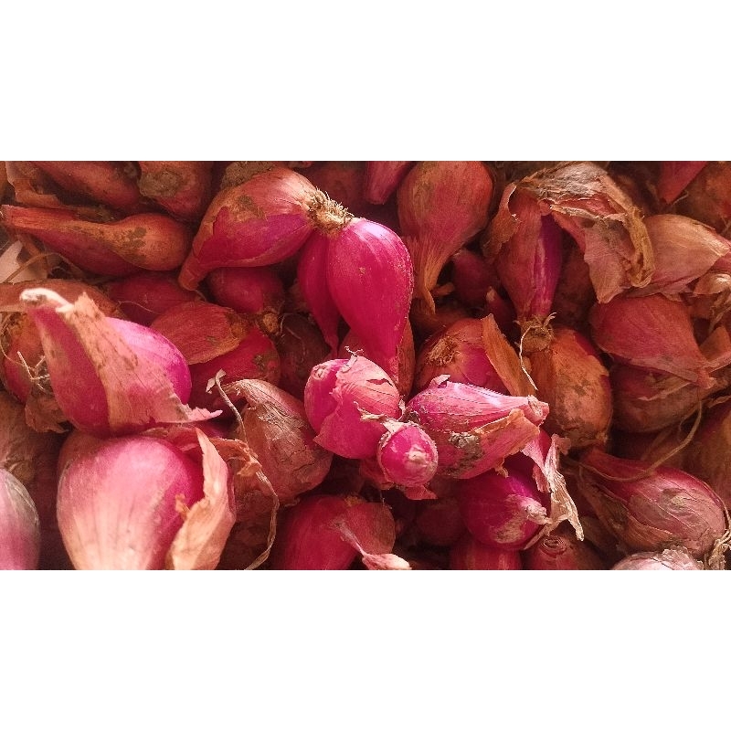

Bawang merah 1 kg