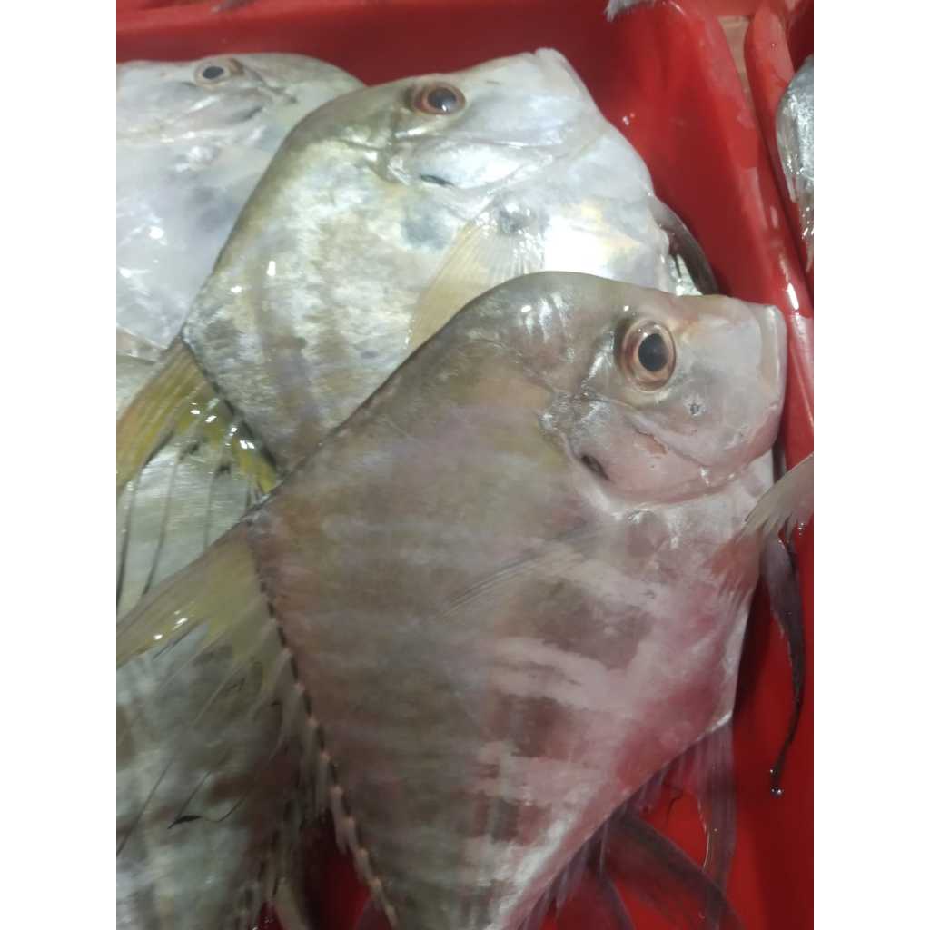 

Ikan Kuerambe Segar