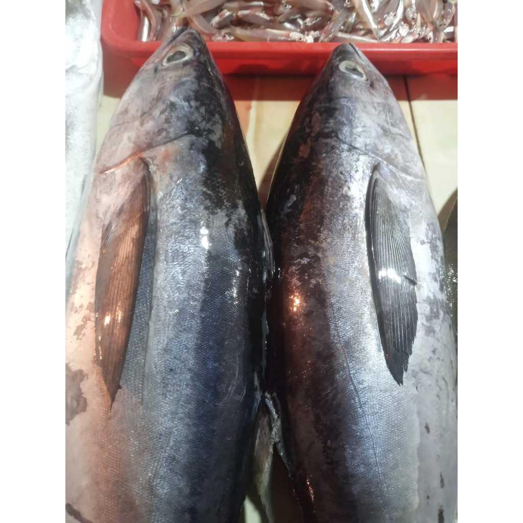 

Ikan Tongkol Abu-abu Segar