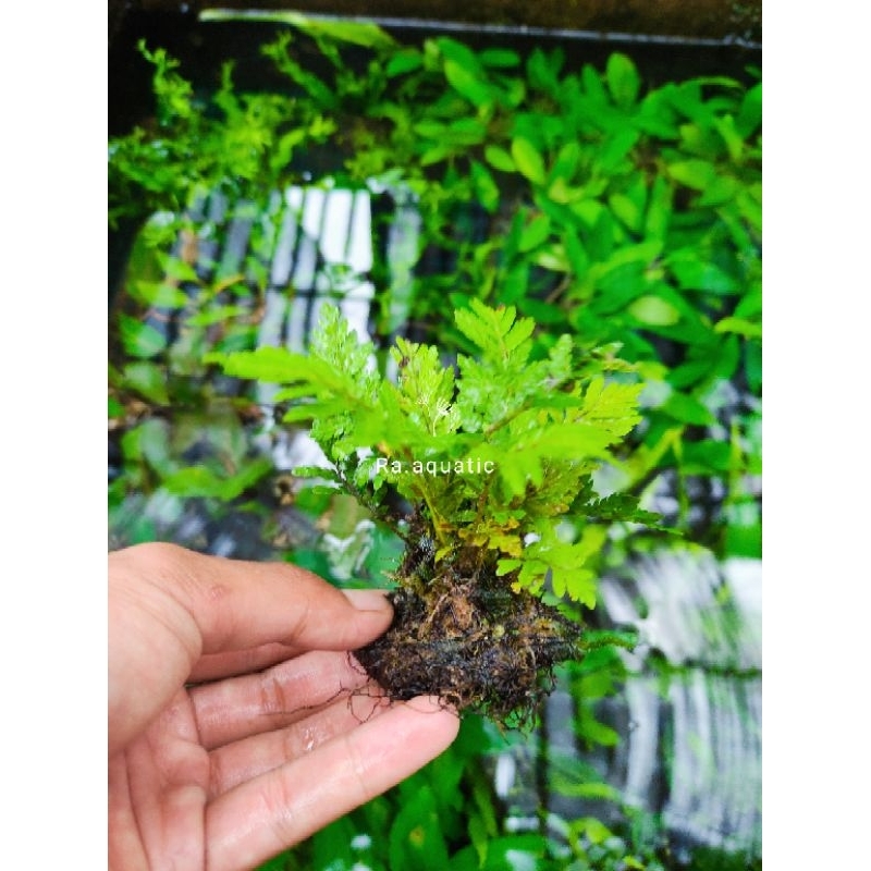 pakis air tanaman aquascape - pakis rujuk- hiasan aquarium