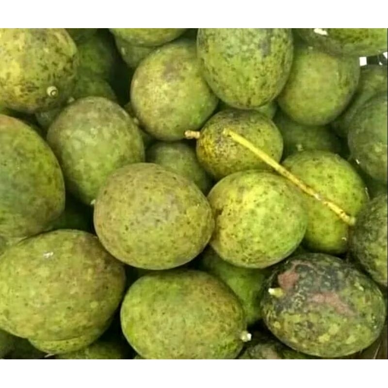 

mangga muda