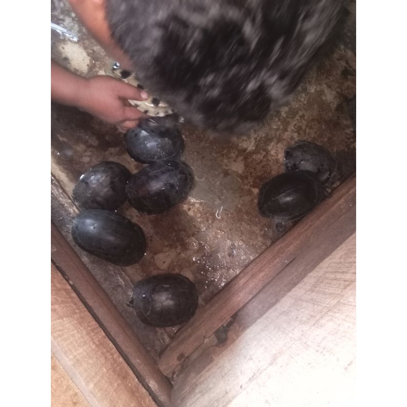 Kura kura Ambon ukuran besar PER EKOR