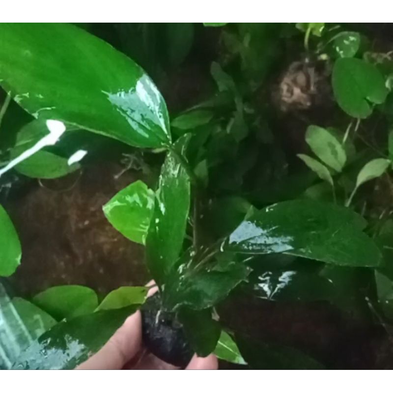 Anubias sp wabikusa