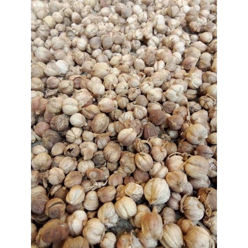 

Kapolaga Kering 1Kg Real Pict