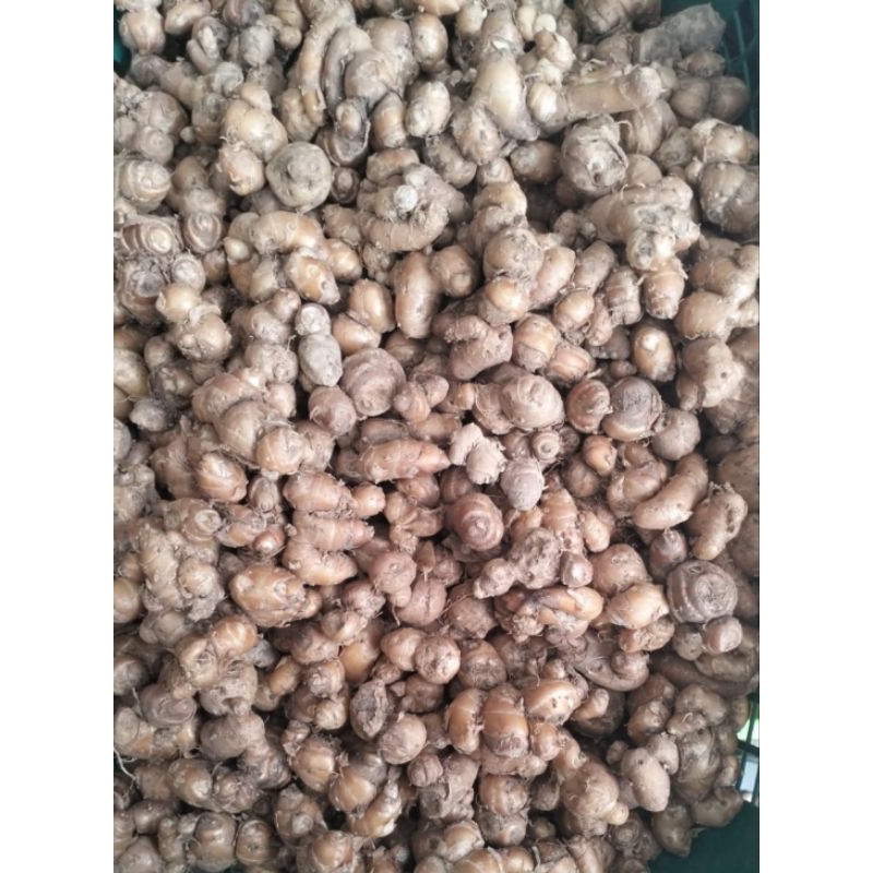 

100 gram Kencur Rempah Bumbu dapur bumbu, masak