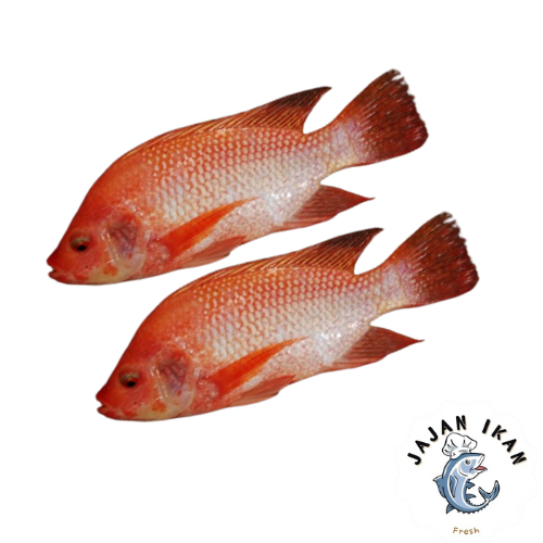 [JAJAN IKAN] Ikan Mujair Merah 1 KG