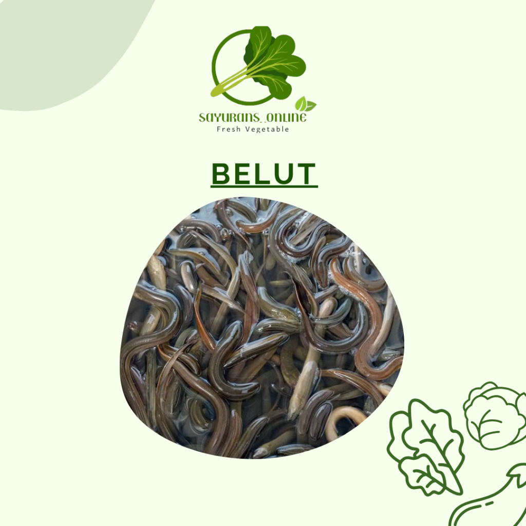

ikan belut fresh