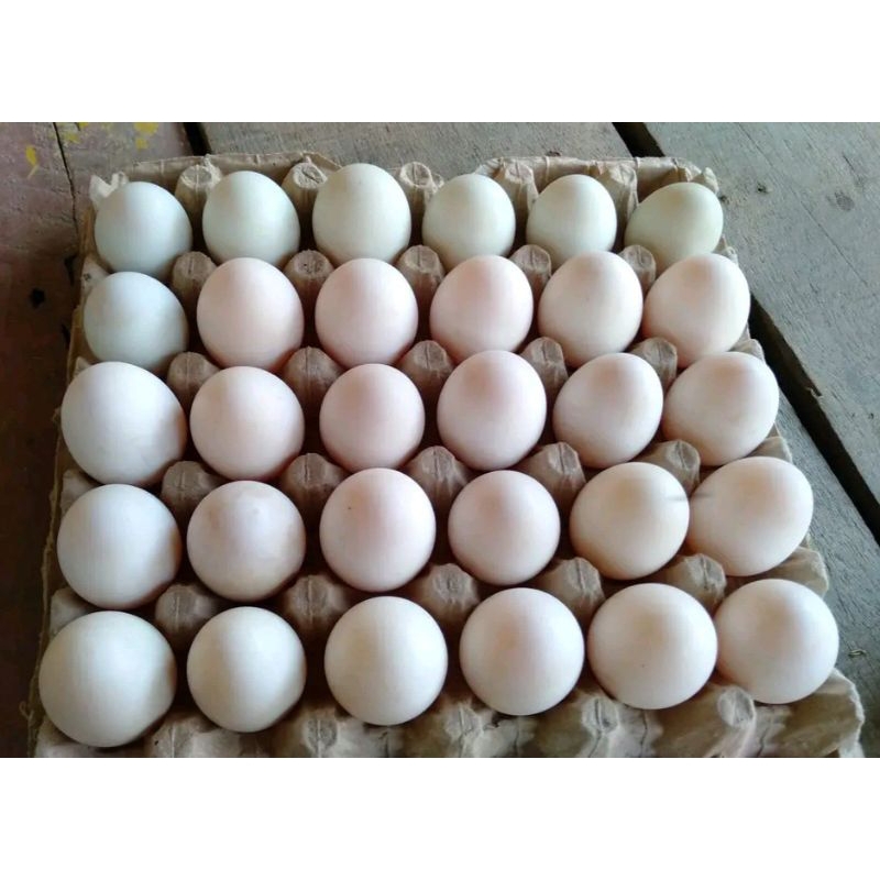 

Telur bebek blibis. bisa di tetaskan harga 1. butir telur.
