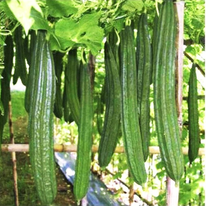 Bibit Benih Emes (1 Butir)