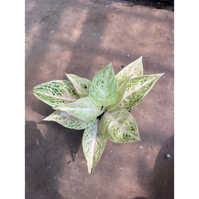 aglaonema legacy violet