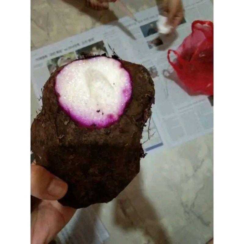 

Uwi ungu / uwi putih / uwi bangkulit fresh mentah 1kg