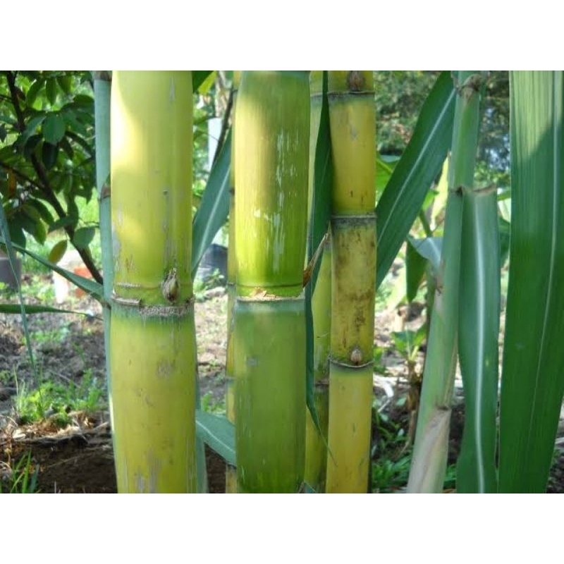 bibit stek tebu hijau