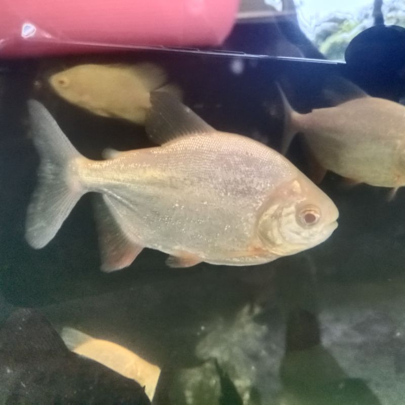 pacu albino
