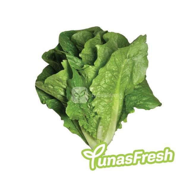 

SAYUR HIDROPONIK - Selada Romaine / Selada Baby Romaine Hidroponik Fresh Organik (250 gram) - Sayuran